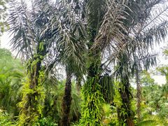 -中国科学院西双版纳热带植物园