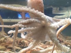 -V-ONE西雅图海鲜自助餐厅(仓山万达广场店)