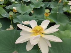 -莲花池公园