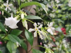 -花间酒庭院餐厅(谷山店)