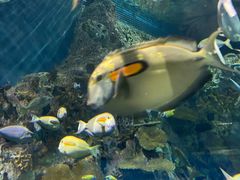 -上海海洋水族馆