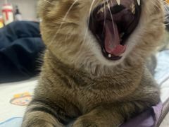 -瑞鹏宠物医院·骨科·猫科·内科(第一中心)