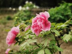 -国家植物园