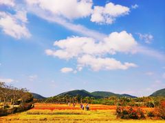 -亚龙湾国际玫瑰谷