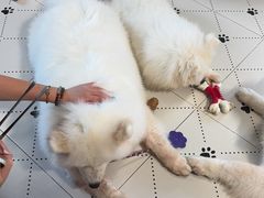 -毛绒耶耶撸宠馆·猫咖·狗咖·荷兰猪咖