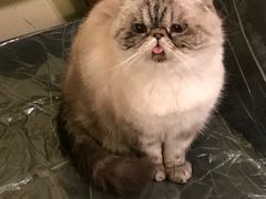 -猫色咖啡·猫咖