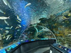 -上海海洋水族馆