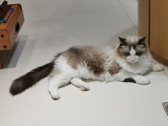 -飞行喵MR PILOT|猫舍·猫咖(静安大融城店)