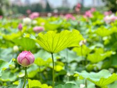 -黄兴公园