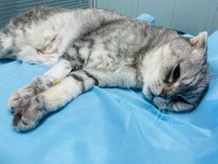 -纳吉亚猫专科动物诊疗中心(蒋宅口分院)