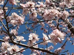 -桃花堤公园