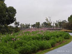 -春花秋色城市公园