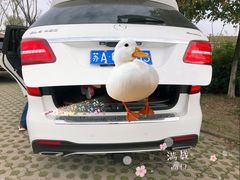 -大塘金香草谷