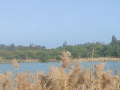 -五缘湾湿地公园
