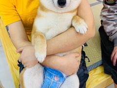 -柴源莊·柴小宠柴犬咖啡