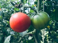 -迪茵湖田家舍生态农场