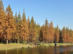 -黄海国家森林公园