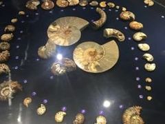 -青岛贝壳博物馆