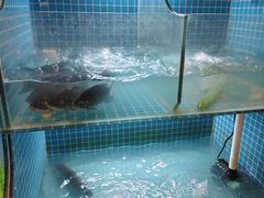 -江湖亮亮蒸虾大排档烤全羊清真(武汉总店)