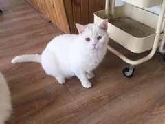 -猫的茶·猫咖