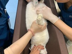 -萌兽医馆·犬猫专科·眼科中心·宠物医院(朝阳门分院)