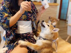 -柴犬小屋·柴餐厅·狗咖食堂(金鼎广场店)