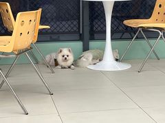 -怪兽屋·羊驼·猫咖·狗咖(俊华广场店)