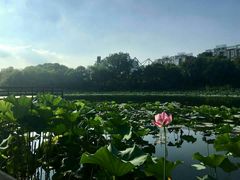 -新江湾城公园