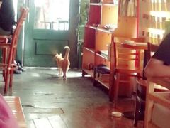 android_upload_pic-三楼上的猫咖啡馆(山师东路店)