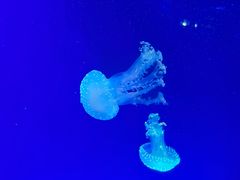 -海合安青岛极地海洋公园