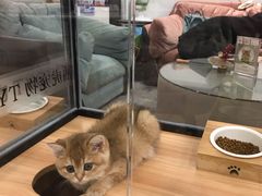 -袖虎·猫馆(体育西路店)