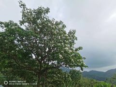 -南靖田螺坑土楼群景区