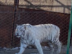 -新疆天山野生动物园