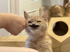 -楼上猫咖(罗湖店)