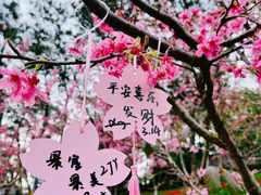 -狐尾山公园
