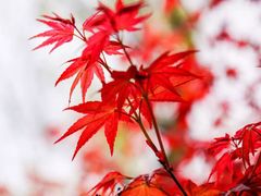 -桃花岛景观公园