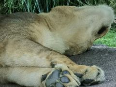 -北京野生动物园