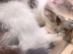 -BABIT巴比特宠物(MOMOPARK店)