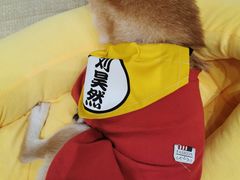 -逗柴咖啡屋·狗咖猫咖宠物桌游