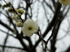 -香雪海