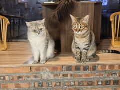 -豆逗聊愈猫阁Easy Life
