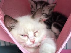 -佳雯宠物医院(金华南路分院)