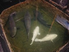 -蓝湾碧波·老字号·疍家非遗海上餐厅