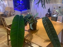 -Rabbit Cafe私房西餐甜点咖啡(栖霞路店)