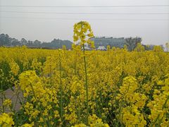 -中国天府农业博览园