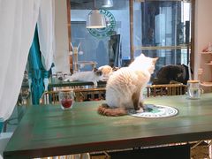 -喵喵咪呀布偶猫咖(春熙路店)
