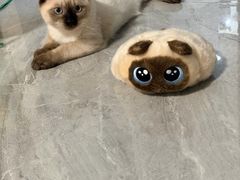 -欣宠猫屋·矮脚拿破仑·蓝金金渐层