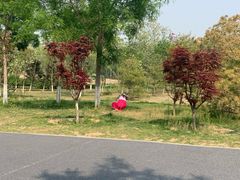 景点-大兴滨河森林公园