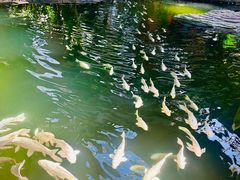 -南宫五洲植物乐园