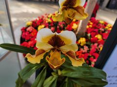 -北京植物园-展览温室